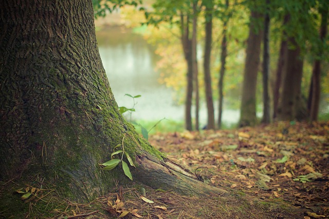 leaves photo