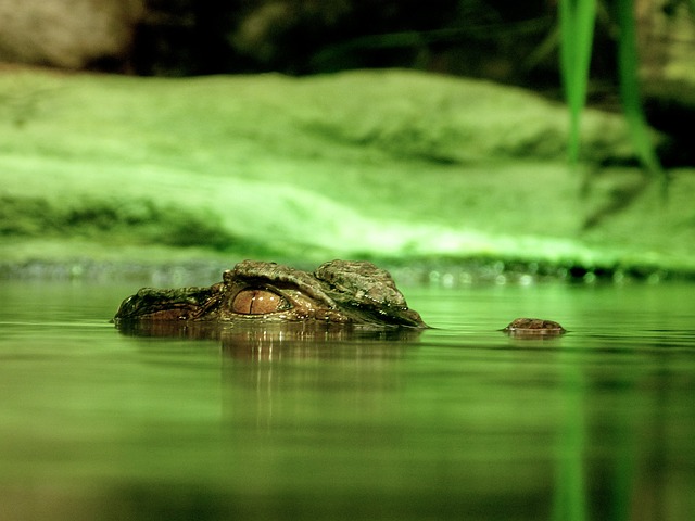alligator photo